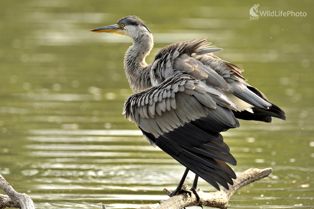 Našuchorená... (Vladimír Sabo)