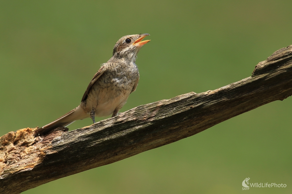 Hladný strakoš (Maroš Detko)