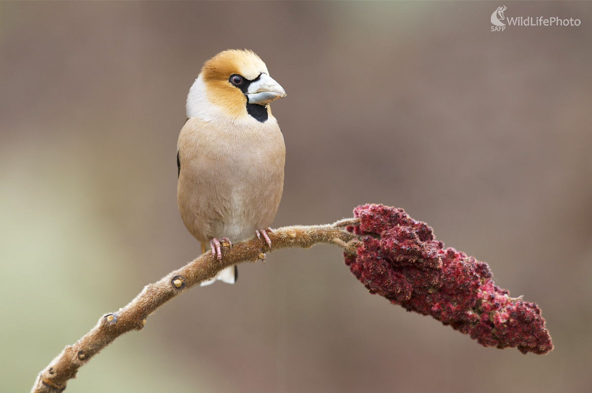 Zamyslený  (Marian Zelina)