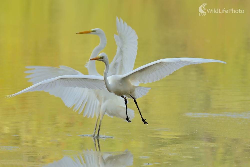 Baletné duo... (Vladimír Sabo)