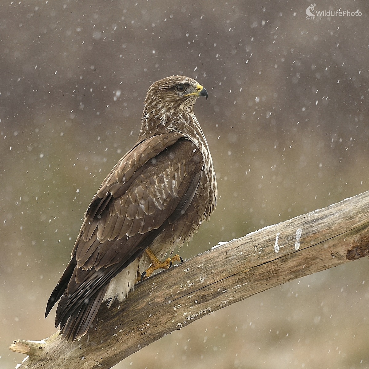 Sneží (Vladimír Sabo)