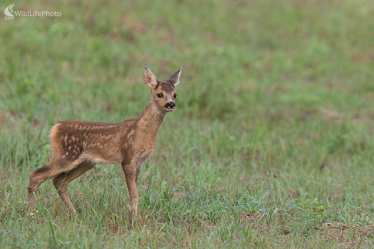 Srnča (Erik Vondra)