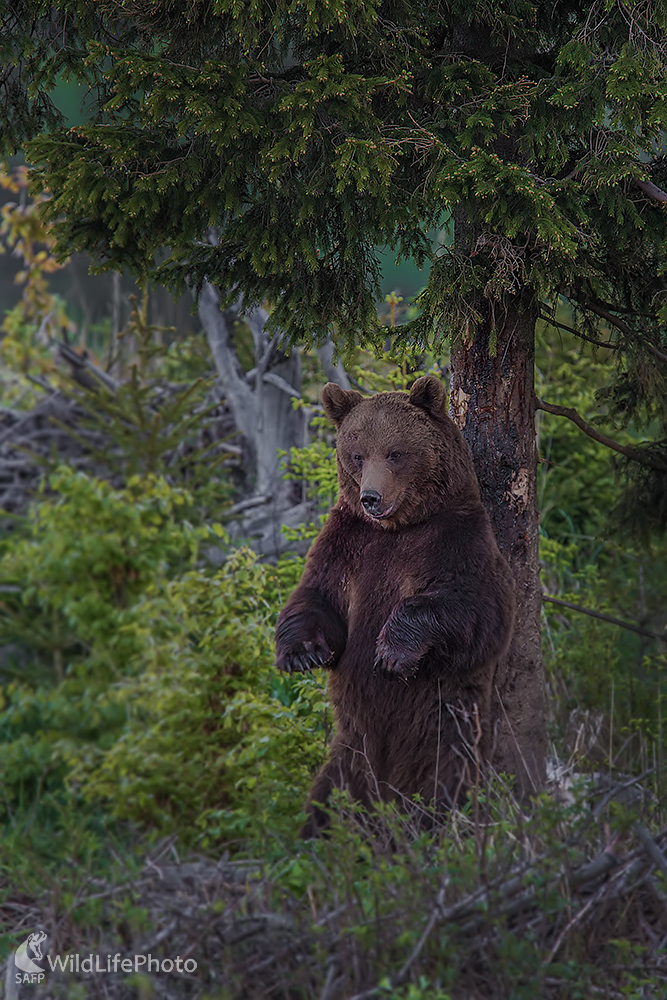Značkovanie teritória (Ivan Godál)