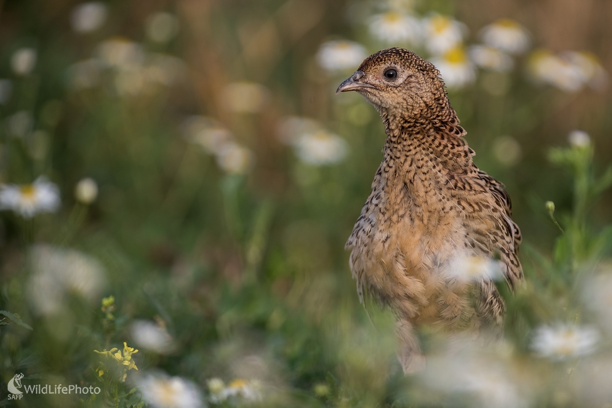 Kuriatko (Ľubomír Ondráško)