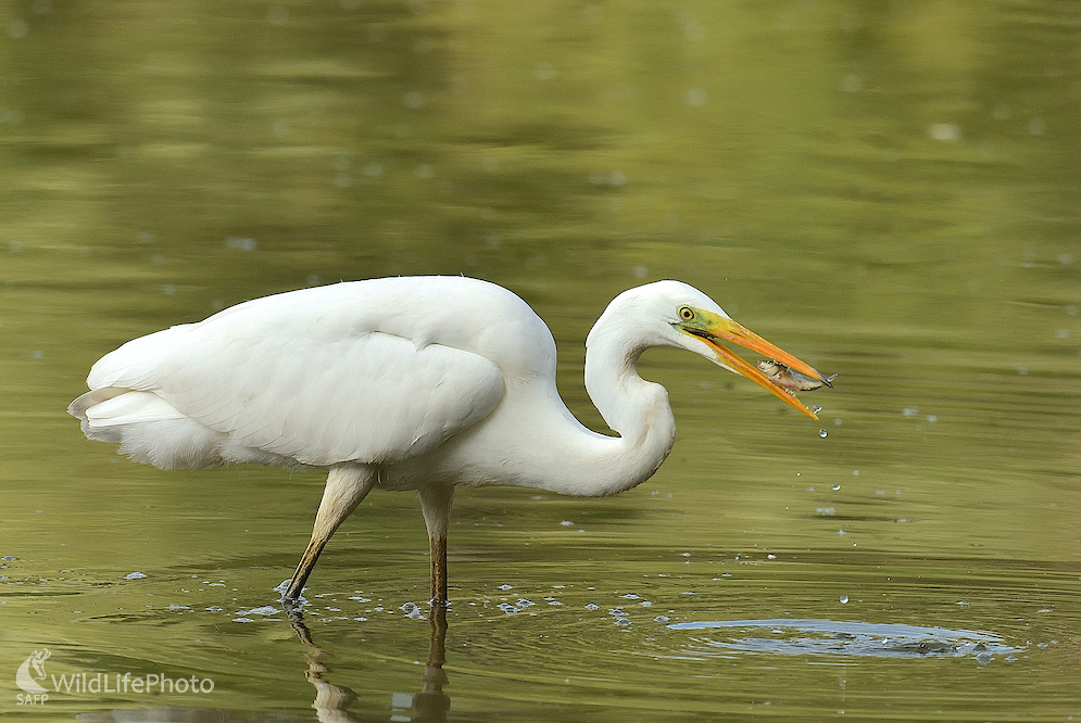 S úlovkom (Vladimír Sabo)