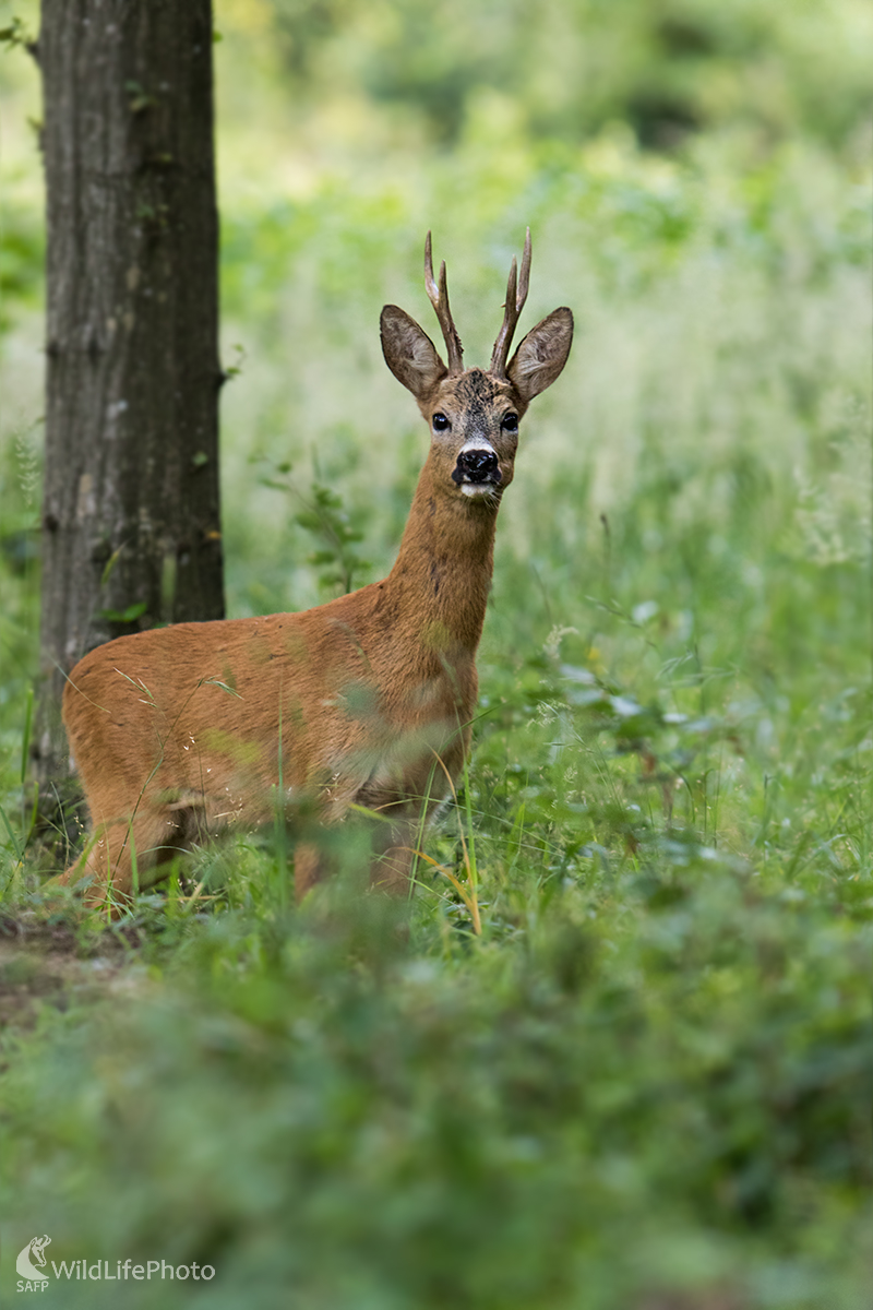 Fešák zvedavec (Martin Vondra)