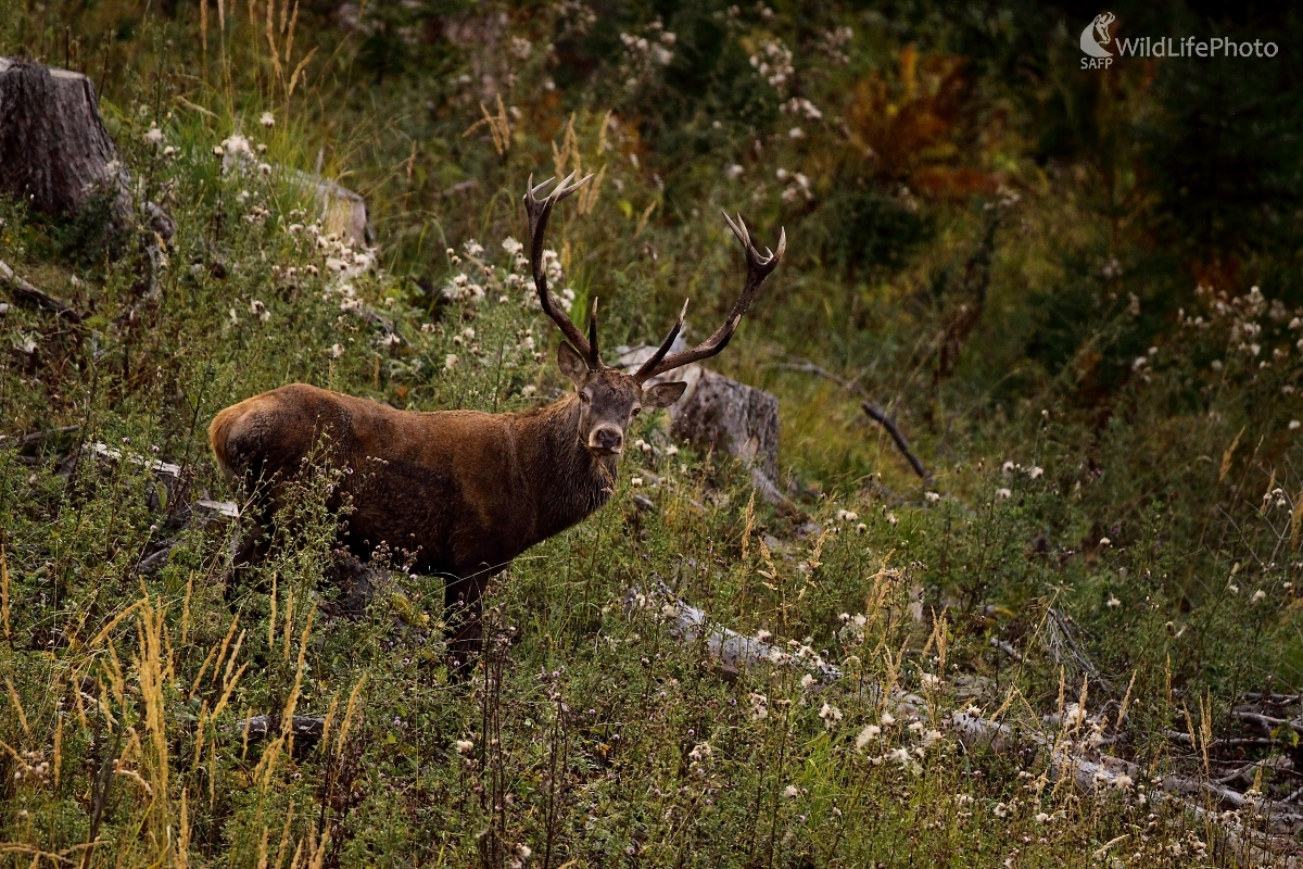Na rúbanisku (Vladimír Vician)