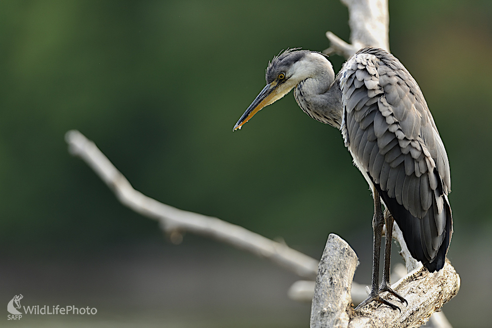 Na pozorovateľni... (Vladimír Sabo)