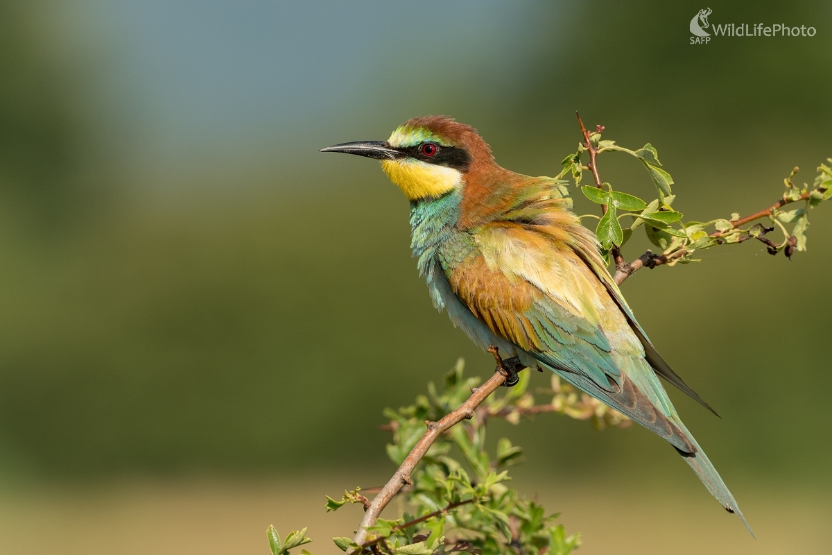 Včelárik (Ľubomír Ondráško)