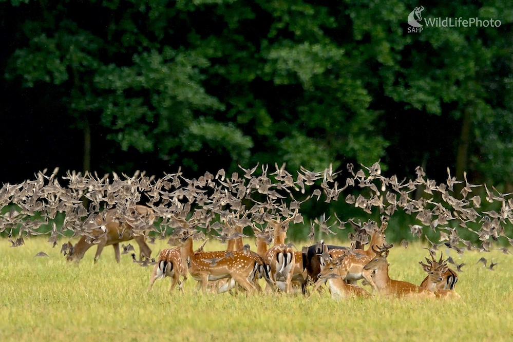 Nálet škorcov na čriedu danielov (Vladimír Sabo)