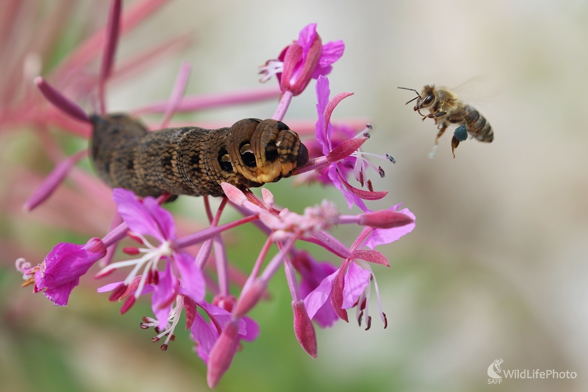 Spoločný záujem (Vladimír Michalec)