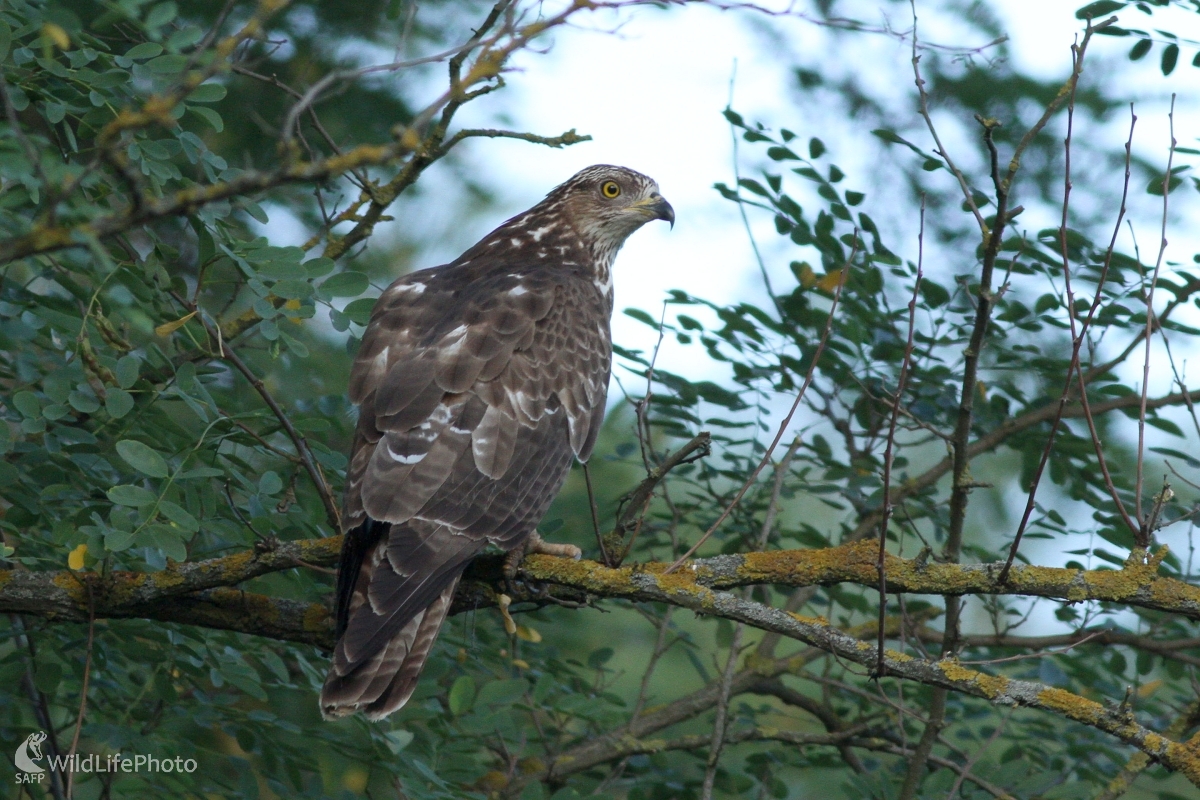  Včelár lesný (Pernis apivorus) (Martin Šabík)
