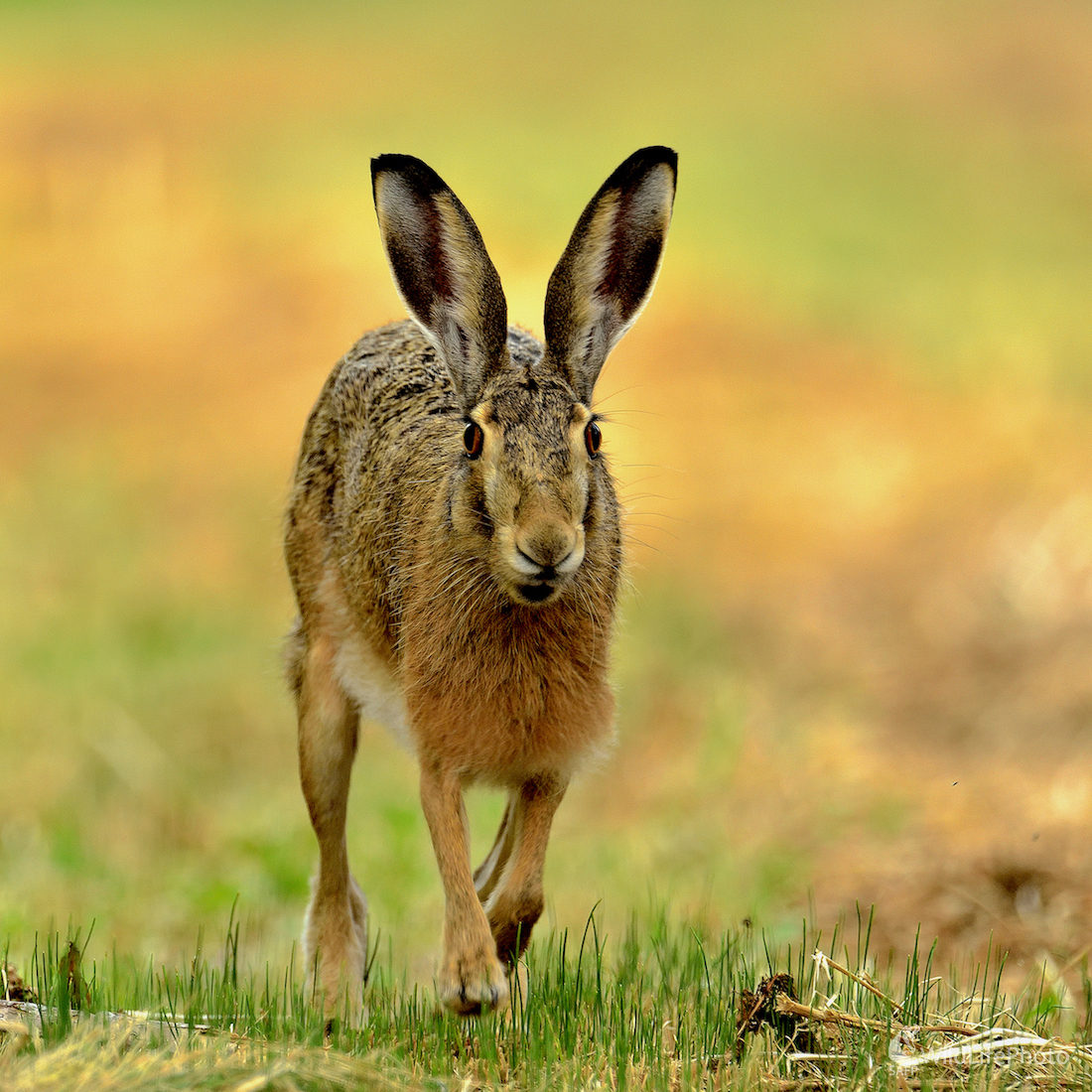 Zajo... (Vladimír Sabo)
