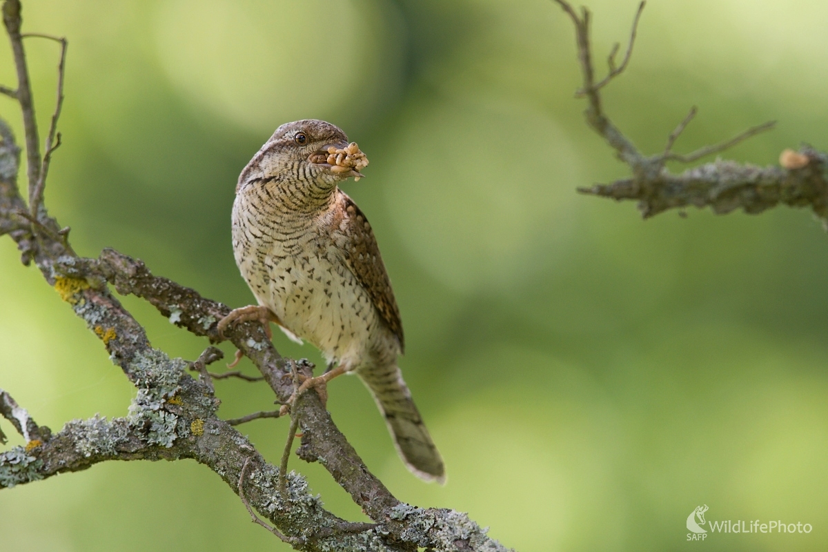 Doplna (František Hromada)