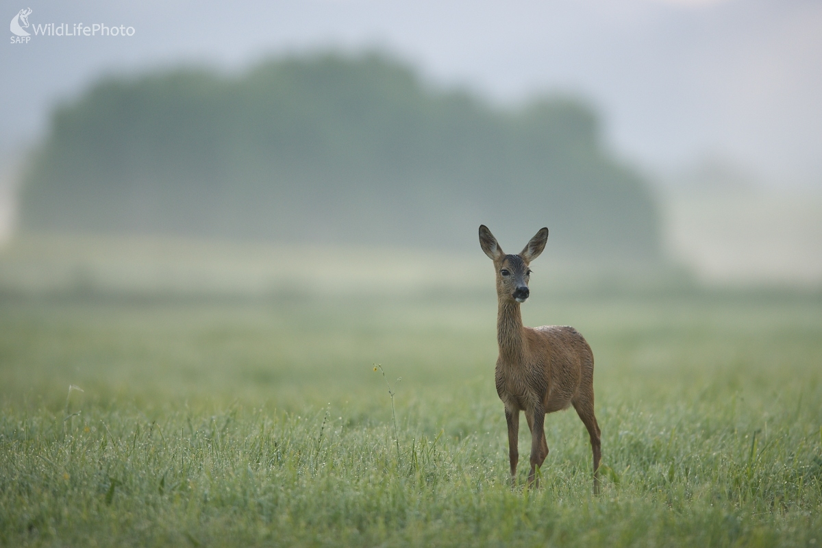 Orosená (František Hromada)