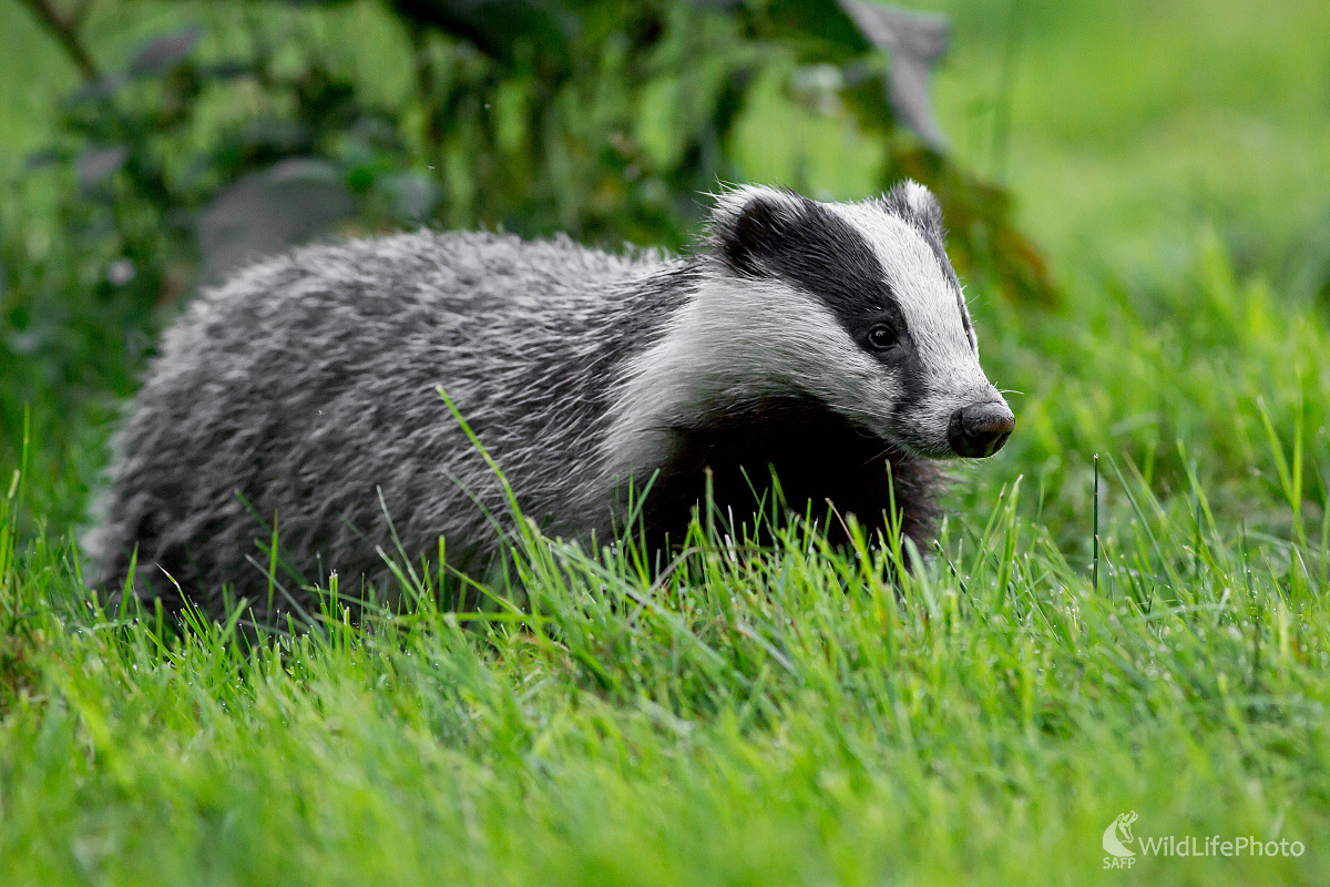 Jazvec (Ladislav Dzivjak)