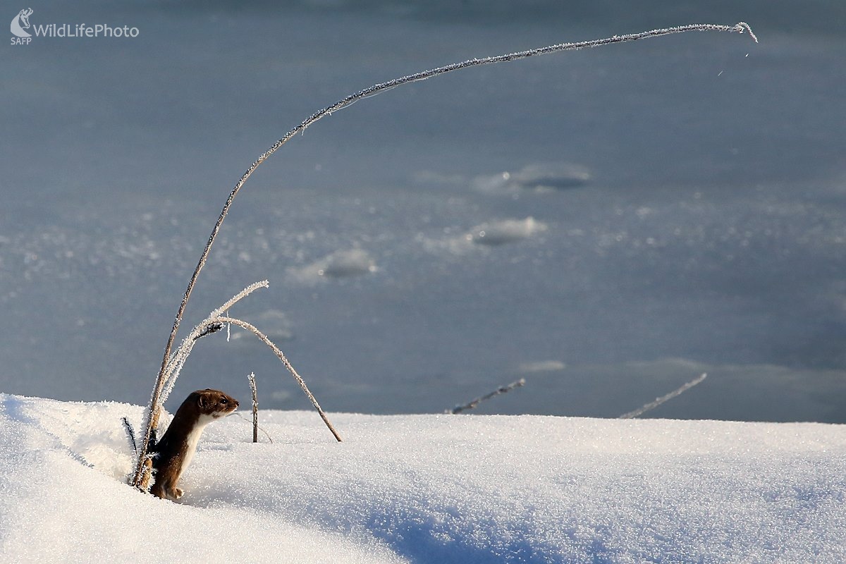 drobček (Pavol Bukovan)