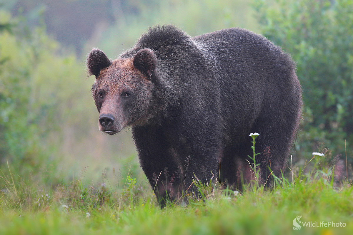 Medveď hnedý (Dominik Kalata)