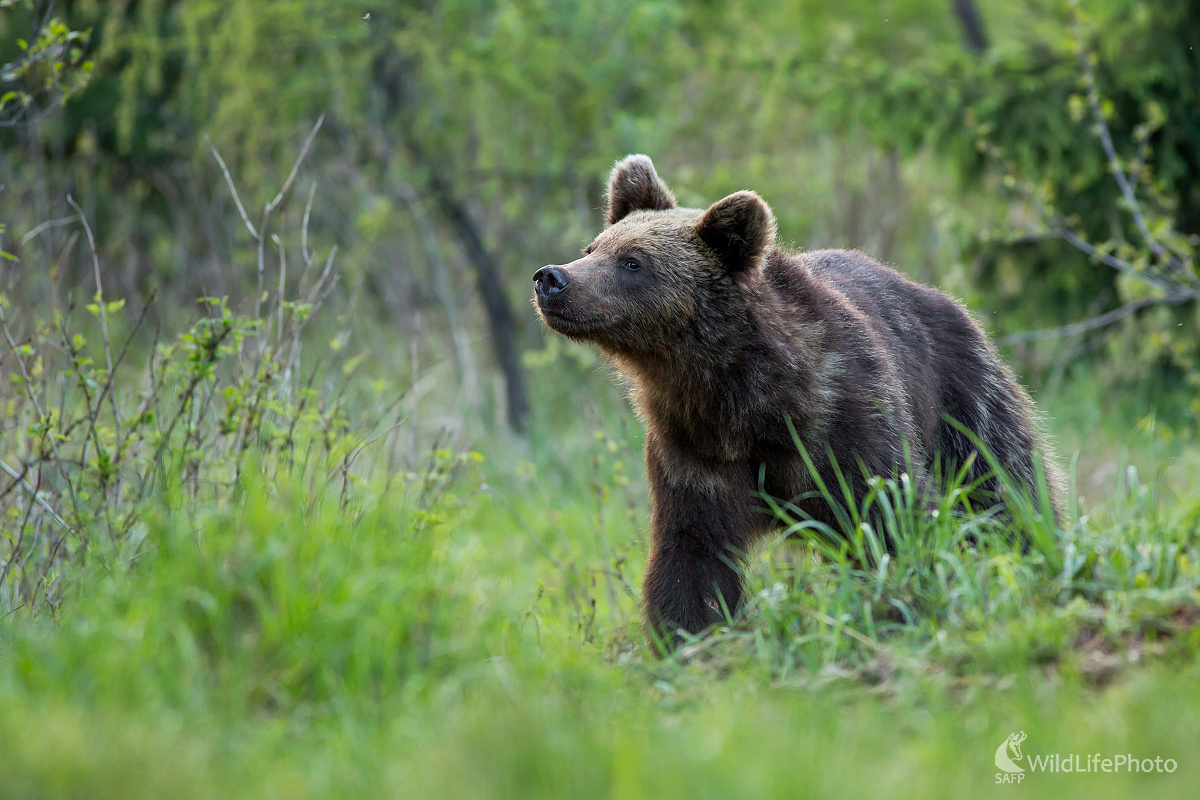 Kuk sem - kuk tam (Ladislav Dzivjak)