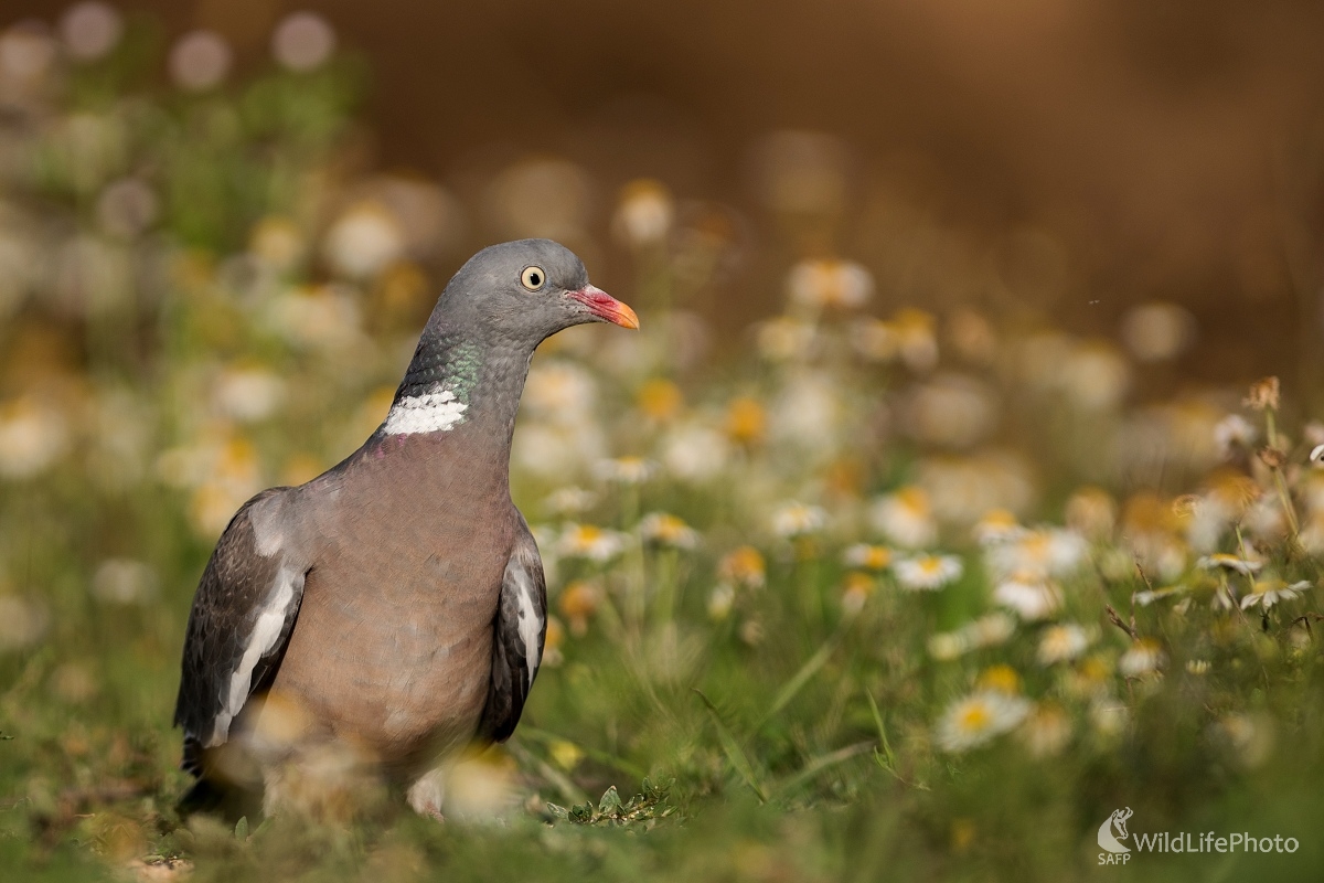 Holub    (Ľubomír Ondráško)