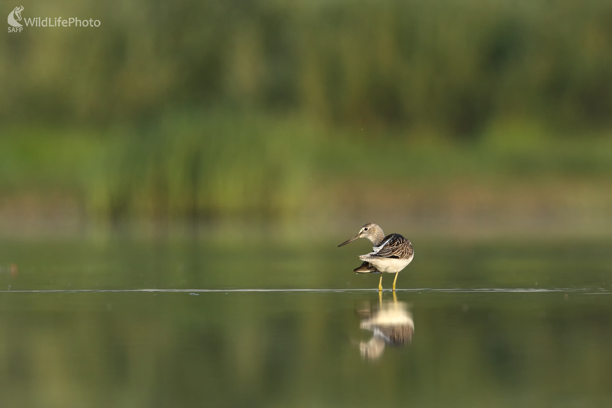 Kalužiak sivý (Michal Stoklasa)