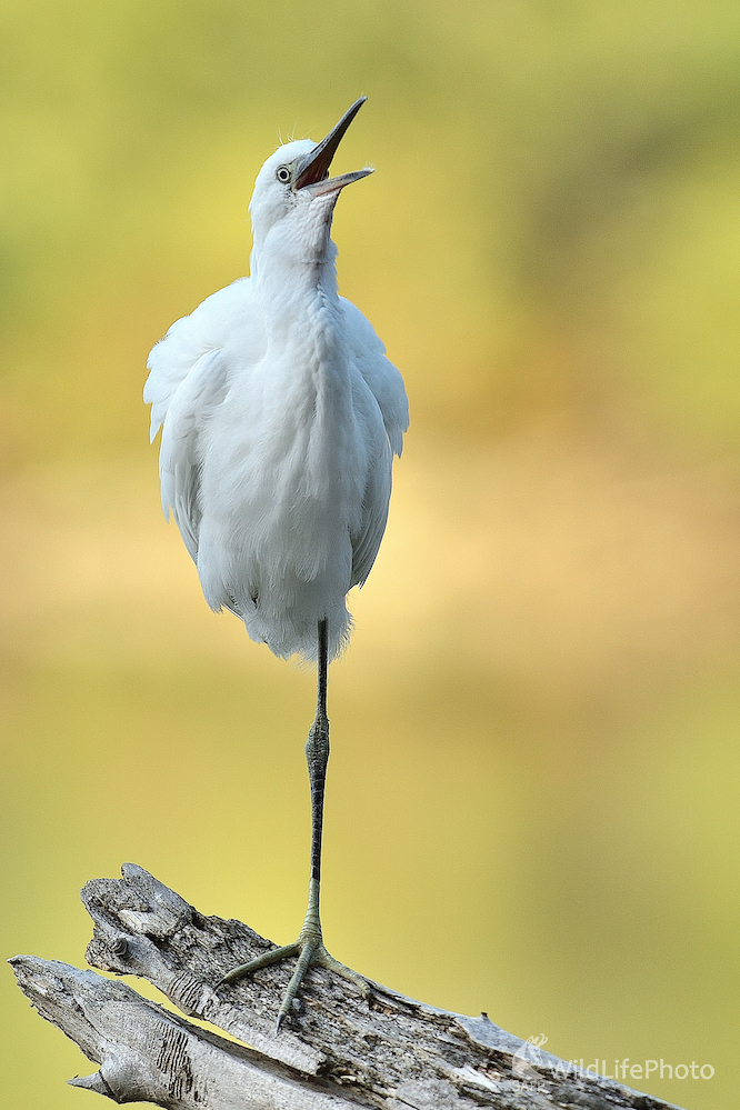 ÓÓÓ sole mio... (Vladimír Sabo)