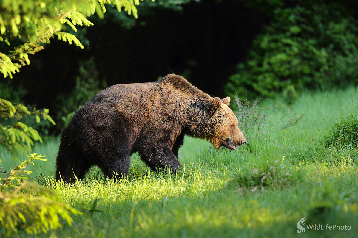 V rannom svetle ... (Marián Jamrich)