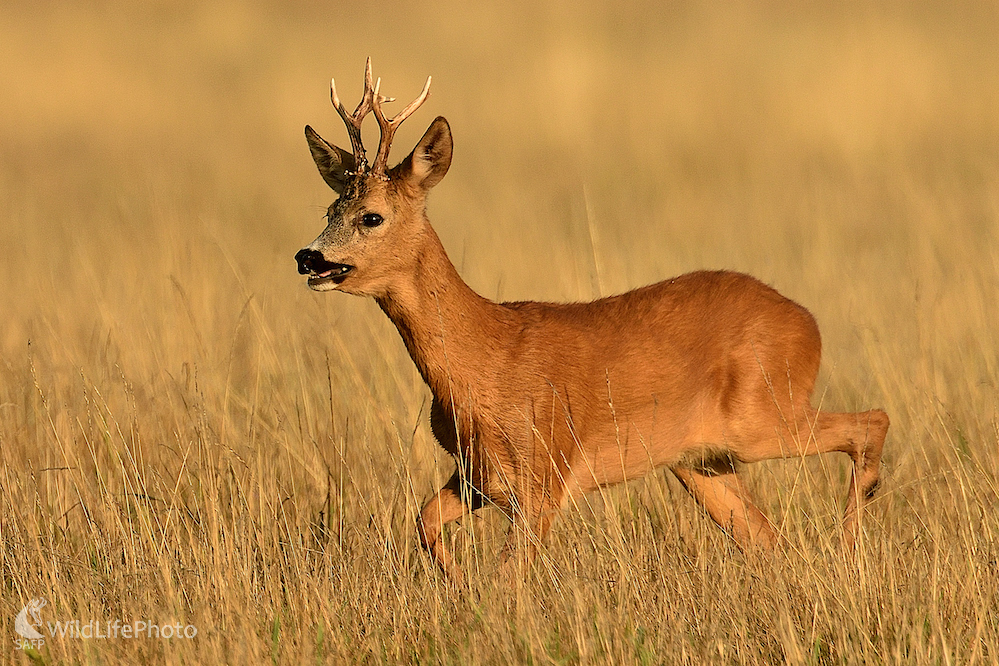 Za pachom rujnej srny... (Vladimír Sabo)