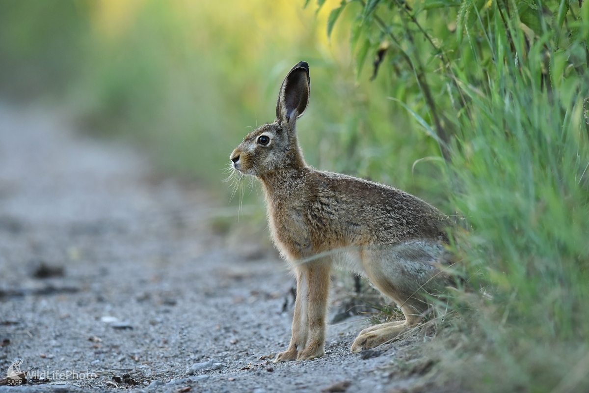 Na poľnej ceste (František Hromada)