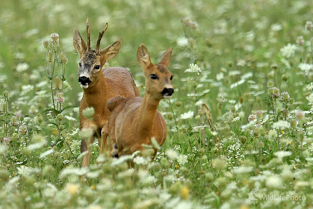 V  objatí lúčnych kvetov (Vladimír Sabo)