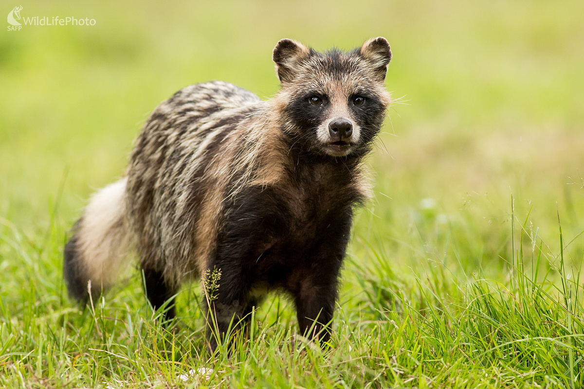 Pes (Ladislav Dzivjak)