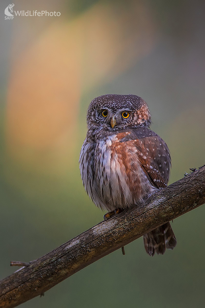 Kuvičok (Ivan Godál)