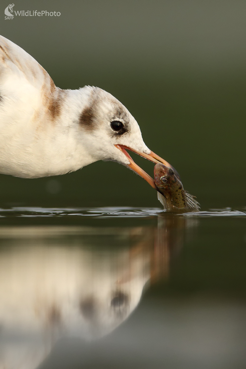 Svačinka  (Michal Stoklasa)