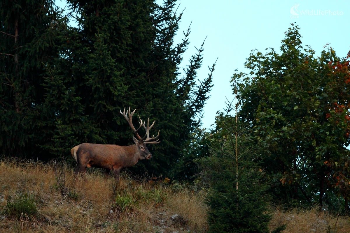 Čas jeleňov (Vladimír Vician)