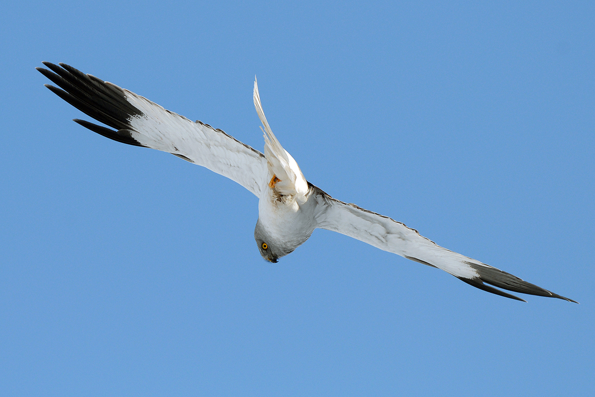 Strmhlav za korisťou (Jozef Žuffa)