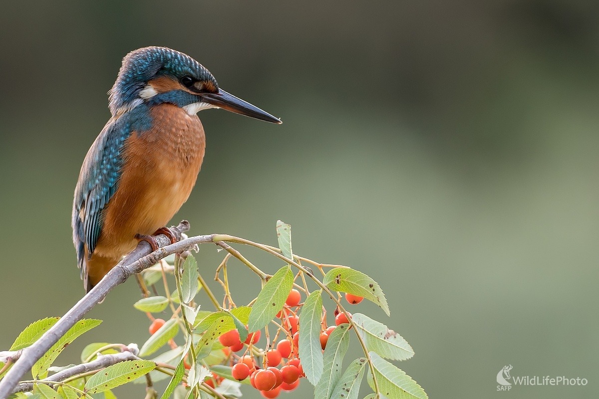 Malý rybár (Ľubomír Ondráško)