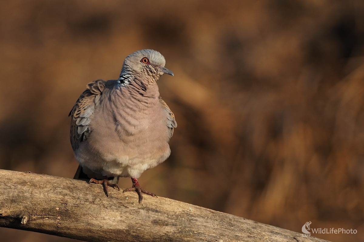 Naježená (Ľubomír Ondráško)