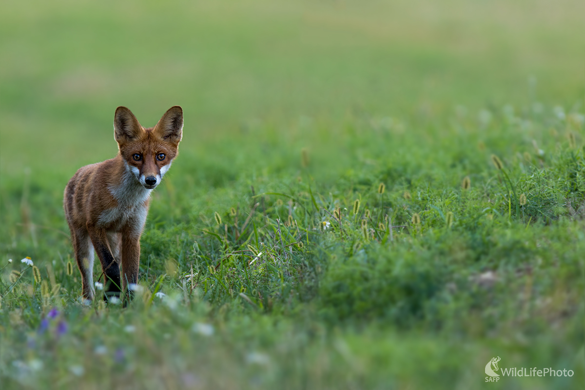 Zvedavé líšča (Erik Vondra)