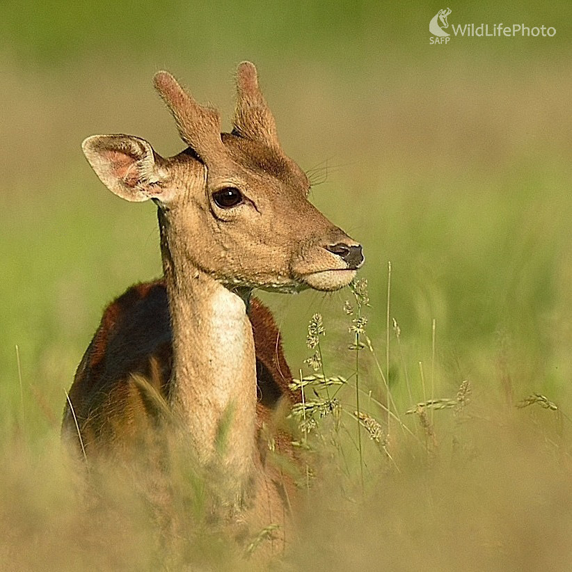 Portrét (Vladimír Sabo)