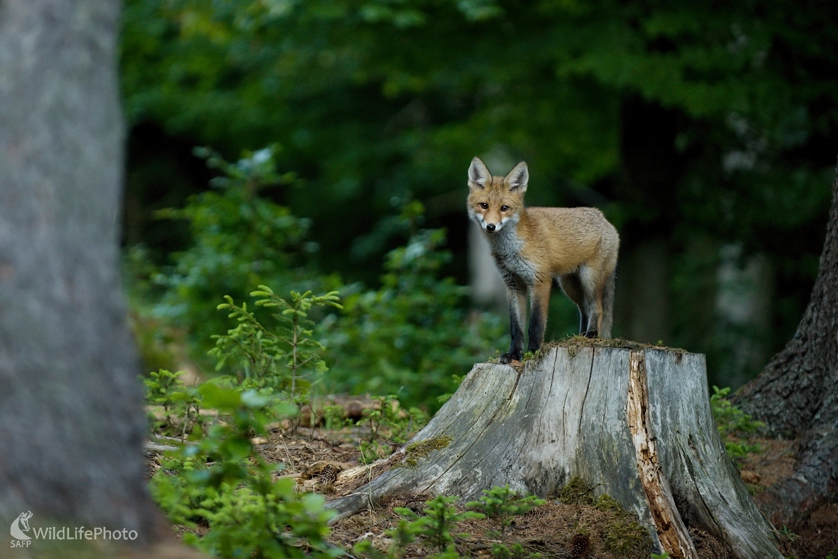 Zvedavec (František Hromada)