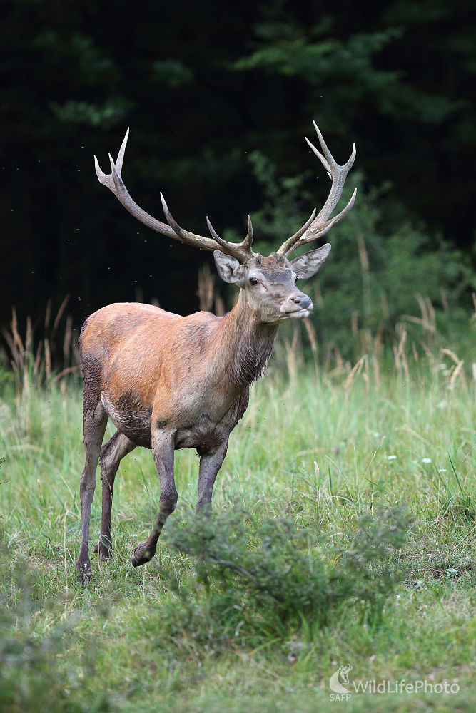 Fešák ... (Marián Jamrich)