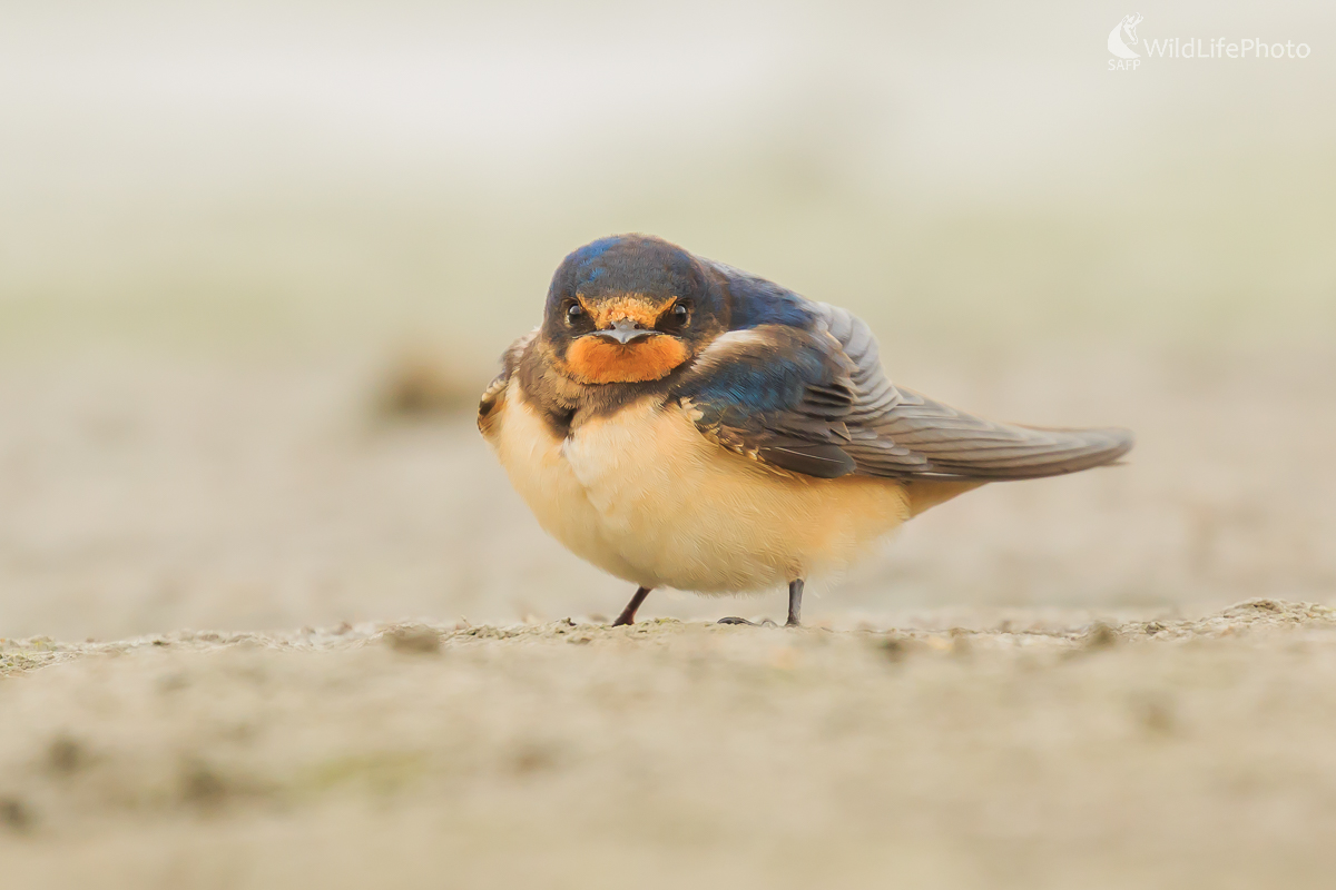 Angry Birds (Jaroslav Praženka)