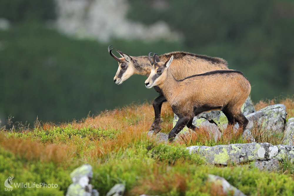 Bok po boku (Marián Jamrich)