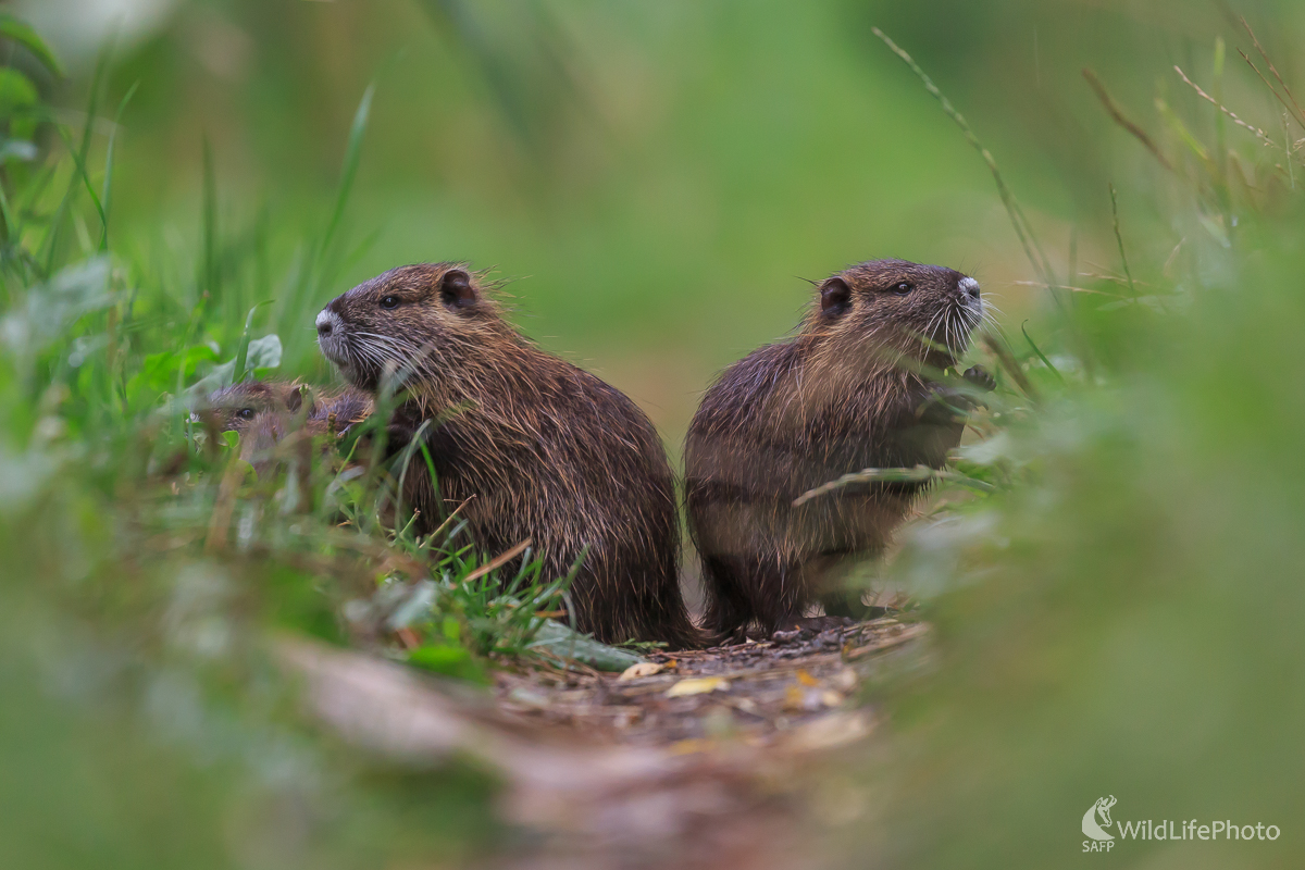 Keď vonku prší... (Jaroslav Praženka)