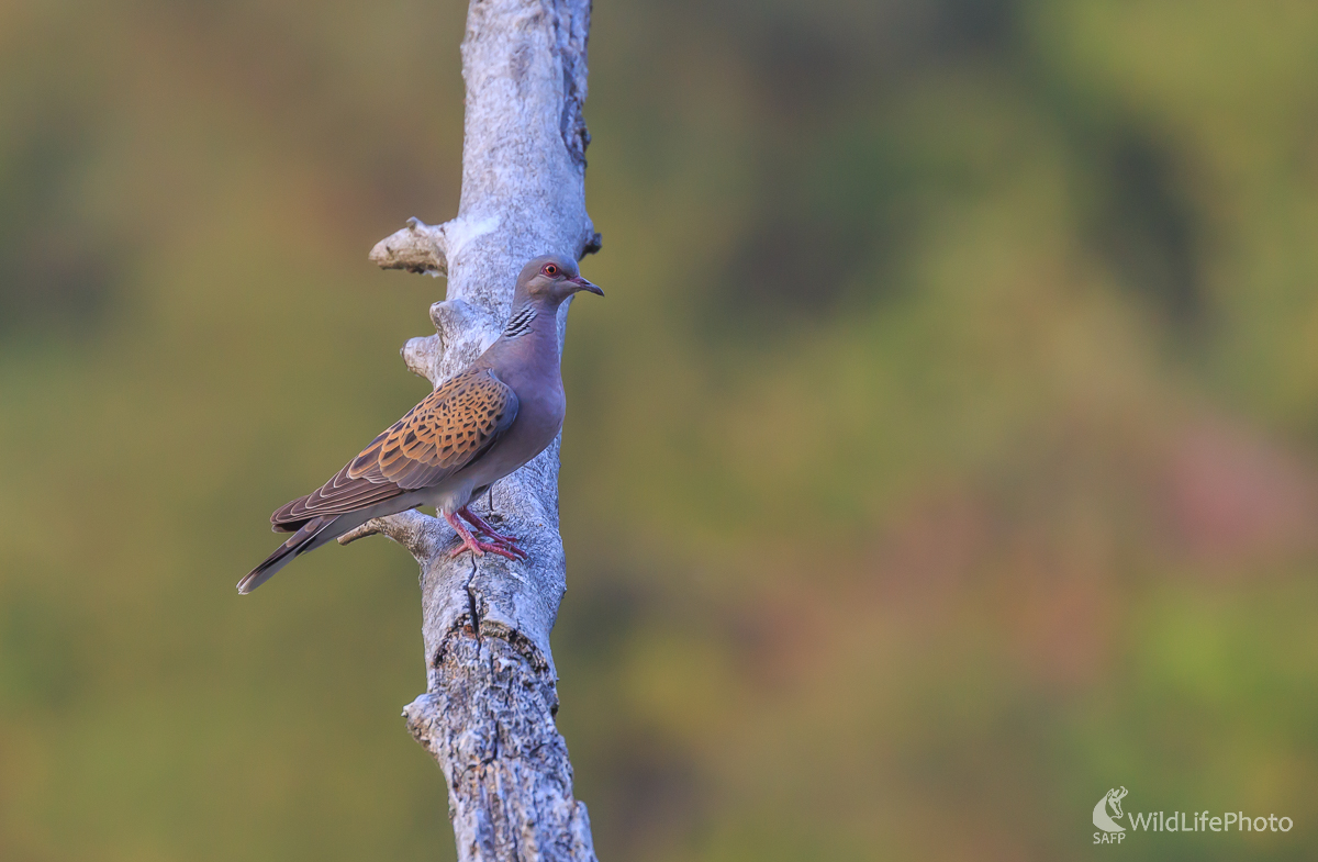 turr-turr (Jaroslav Praženka)