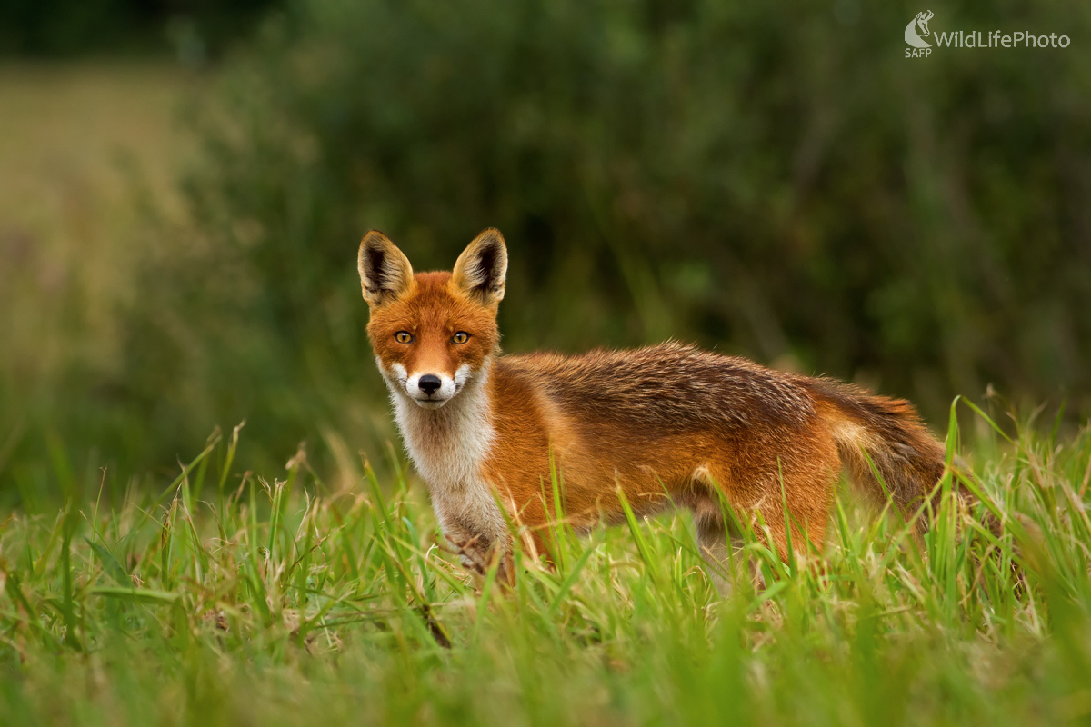 Lyšiak (Michal Stoklasa)