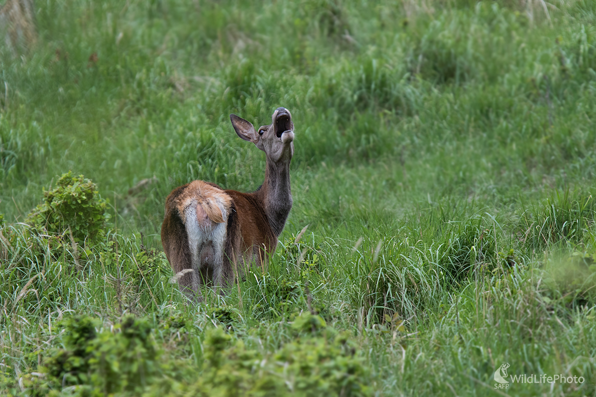 Keď zíva jelenica (Erik Vondra)