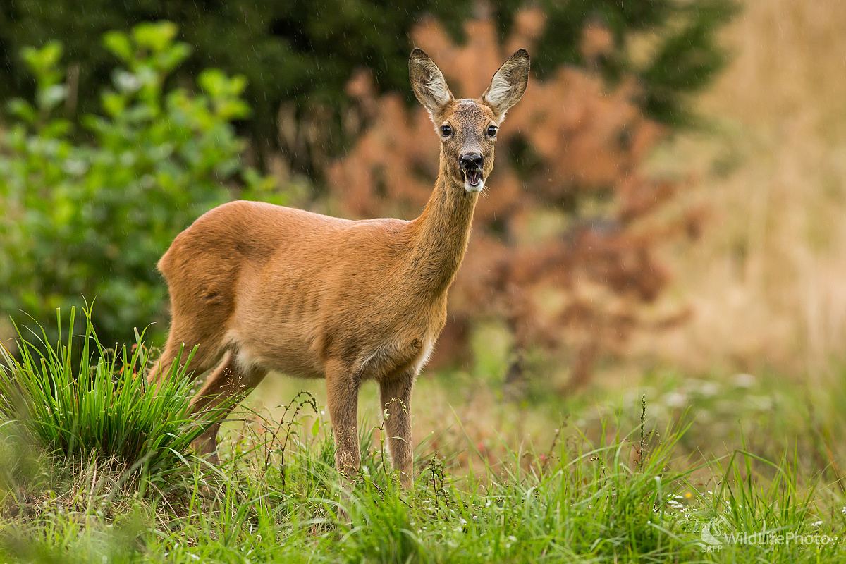 Srna (Ladislav Dzivjak)