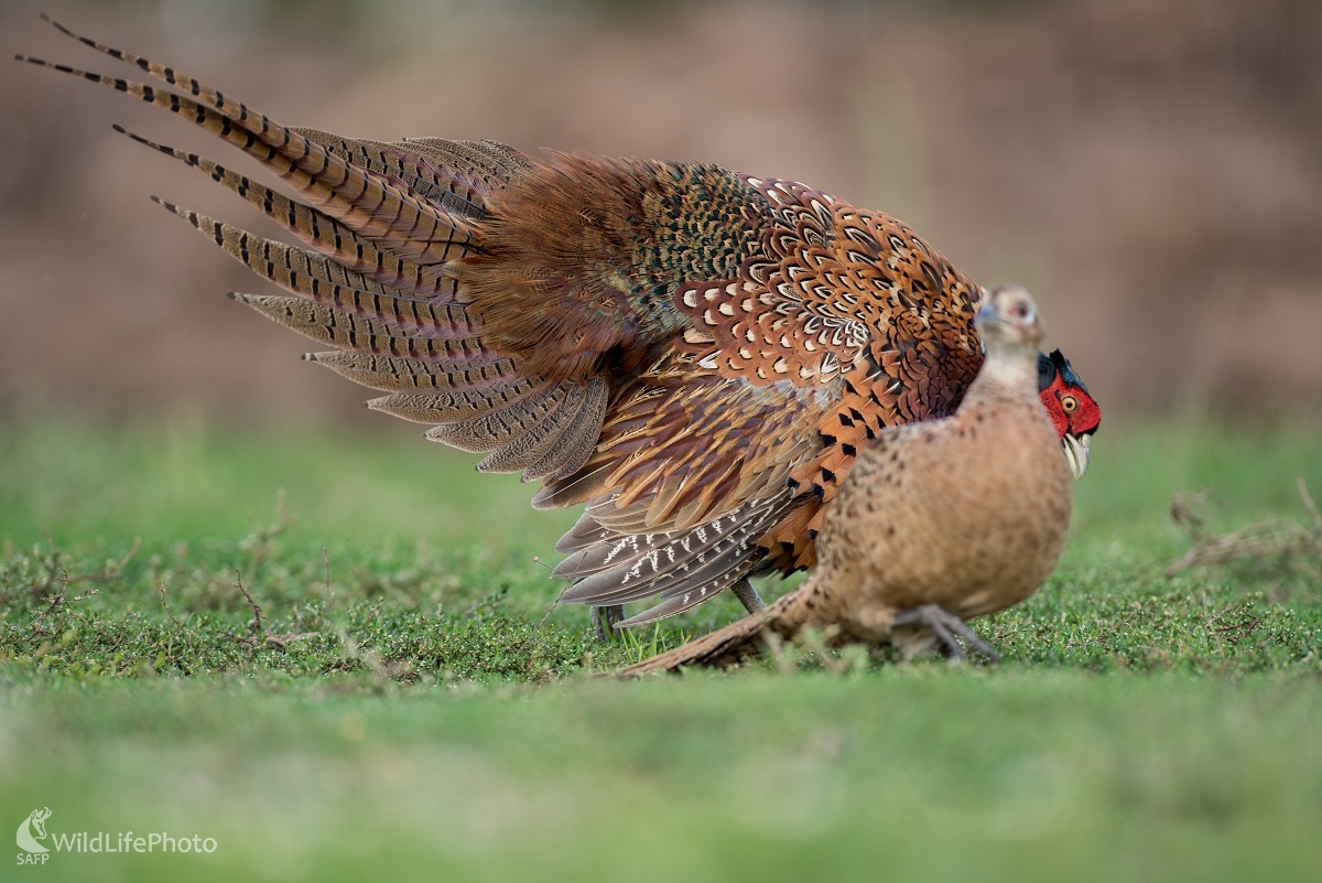 Tok (Ľubomír Ondráško)