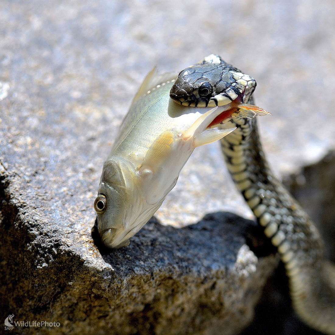 Veľké sústo (Vladimír Sabo)